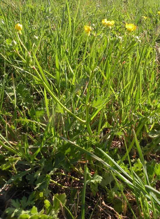 Nelle Valli di Novellara alla ricerca della Viola pumila